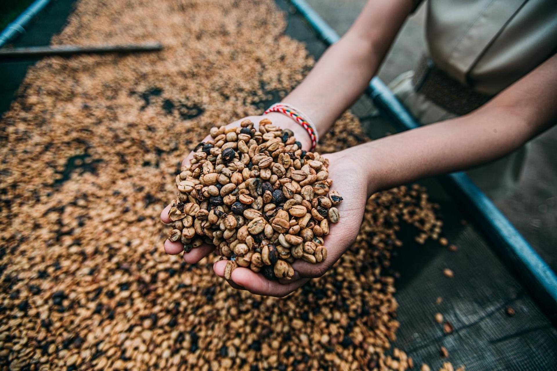 Munduk Moding Plantation Nature Resort Eksteriør bilde Coffee beans